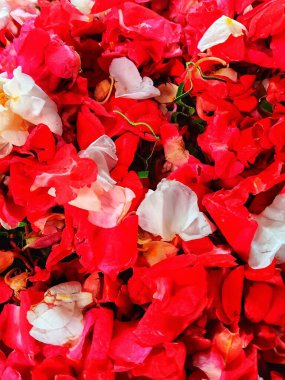 Impatiens balsamina taç yapraklarına (Pacar Air) yakın çekim, halk arasında balsam, balsam, gül balsamı, dokunma- ya da benekli snapweed cenaze veya anma töreni için.