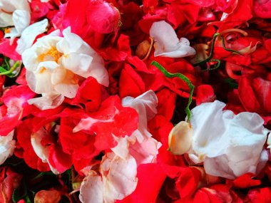 Impatiens balsamina taç yapraklarına (Pacar Air) yakın çekim, halk arasında balsam, balsam, gül balsamı, dokunma- ya da benekli snapweed cenaze veya anma töreni için.