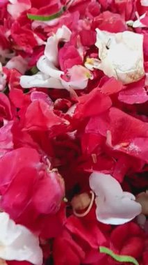 Impatiens balsamina taç yapraklarına (Pacar Air) yakın çekim, halk arasında balsam, balsam, gül balsamı, dokunma- ya da benekli snapweed cenaze veya anma töreni için.