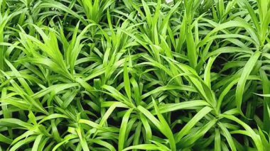 Dracaena angustifolia (Suji Hijau) yaprakları doğal yeşil gıda boyası olarak kullanılabilen yıllık bitki örtüsü..