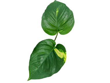 Epipremnum aureum yaprağı olarak da bilinir, ayrıca altın pothos, Seylan sarmaşığı, avcı elbisesi, sarmaşık, gümüş sarmaşık, Solomon Adaları sarmaşığı ve taro sarmaşığı olarak da bilinir.. 