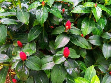 Costus Woodsonii 'nin ıslak yaprakları, Bahçedeki kırmızı sarmal bayrağın kırmızı düğmesi.