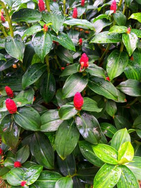Costus Woodsonii 'nin ıslak yaprakları, Bahçedeki kırmızı sarmal bayrağın kırmızı düğmesi.