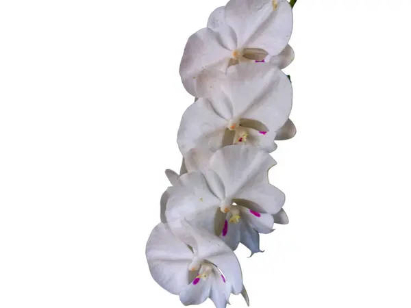 Beyaz falaenopsis amabilis çiçeği yaygın olarak ay orkidesi, güve orkidesi ya da mariposa orkidesi olarak bilinen beyaz arka planda izole edilmiş. Boşluğu kopyala.
