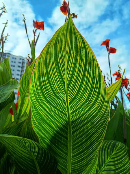 Bir yaprak yaprağı ya da yaprak yaprağı, mavi gökyüzü arka planına karşı sarı çizgili damarlar..