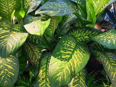 Dieffenbachia seguine 'nin yaprakları. Halk arasında 