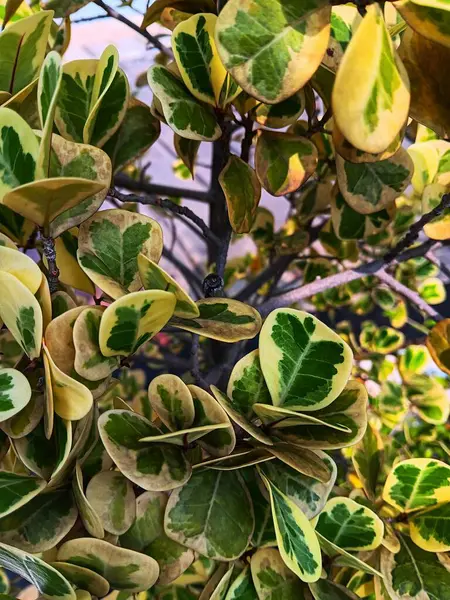 Ficus Triangularis varyasyon yapraklarına yakın. Bahçede filizlenen Cüce İncir Üçgeni olarak da bilinir..