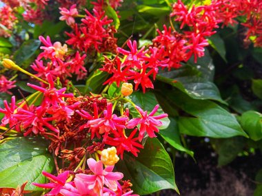 Rangoon Creeper, Burma Creeper, Chinese Honeysuckle, Dutch Jasmine, Indian Jasmine, Red Jasmine olarak da bilinir. Kapat..