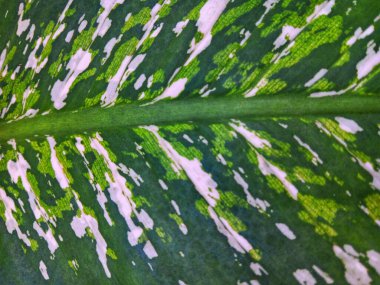 Dieffenbachia seguine 'in soyut dokusu genel olarak 