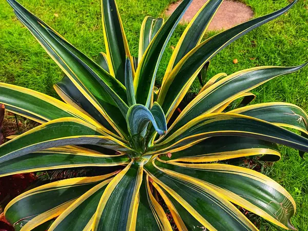 Yeşil ve sarı Furcraea foetida yaprakları yaygın olarak Dev Cabuya, Yeşil-aloe veya Mauritius-kenevir yetiştirme olarak bilinir..