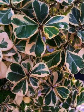 Ficus Triangularis varyasyon yapraklarına yakın. Bahçede filizlenen Cüce İncir Üçgeni olarak da bilinir..
