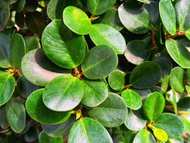 Ficus mikrocarpa yapraklarını kapatın. Çin Banyan olarak da bilinir. Hill 'in ağlayan inciri, küçük meyveli inciri, Malezya banyanı, Hint defne ağacı, ya da bahçede perde inciri büyümesi..