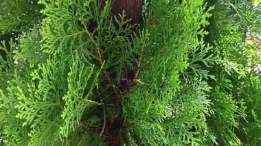 Platycladus orientalis ağacının yaprakları, aynı zamanda Çinli thuja, Oriental arborvitae, Çin arborvitae, biyota, ya da doğulu thuja olarak da bilinir..