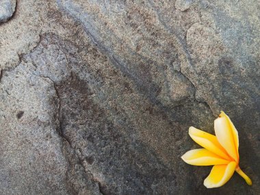 Sarı ve beyaz bir frangipani çiçeği de plumeria olarak bilinir, tapınak ağacı, jepun izole edilmiş gri taş arka plan.