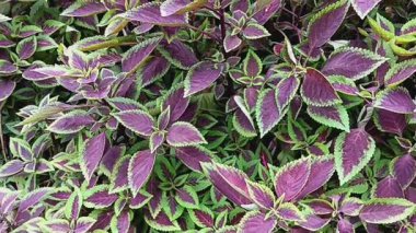 Güzel yeşillikler koyu mor ve yeşil Coleus scutellarioides veya boyalı ısırgan otu çiçekleri bahçede çiçek açar..