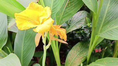 Çiçek ya da nilüfer çiçeği, Burbank olamaz Sarı Kral Humbert olarak da bilinir ve bahçede çiçek açan yapraklar.