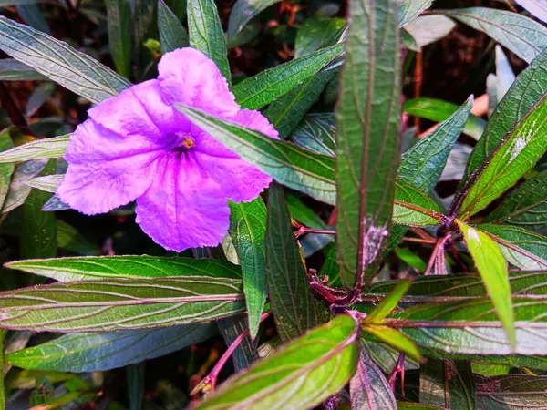 Trompet şeklinde mor Meksika petunyası çiçeği yaygın olarak Ruellia simplex olarak bilinir, Meksika BlueBell, Britton 'un vahşi petunyası, Ruellia Brittoniana, Ruellia tuberosa bahçede çiçek açıyor.