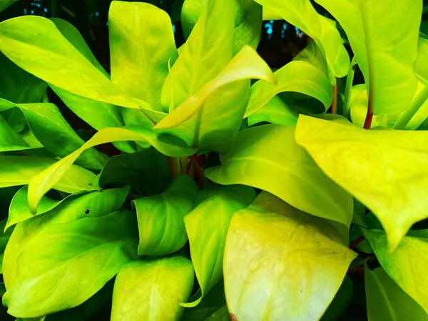 Philodendron 'un parlak neon sarısı yaprakları, Philodendron Altın Zümrüt ya da Philodendron Altın Çiçeği olarak bilinen altın bitkisini eritiyor.. 