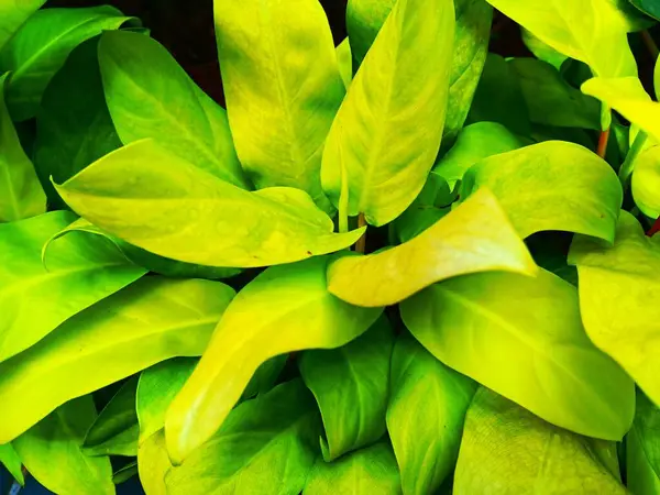 Philodendron 'un parlak neon sarısı yaprakları, Philodendron Altın Zümrüt ya da Philodendron Altın Çiçeği olarak bilinen altın bitkisini eritiyor.. 