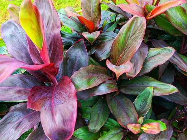 Ti bitkisi, palmiye zambağı, Hawaii zambağı, ve bahçede yetişen hanjuang olarak bilinen kordilin koyu kırmızı yaprakları..