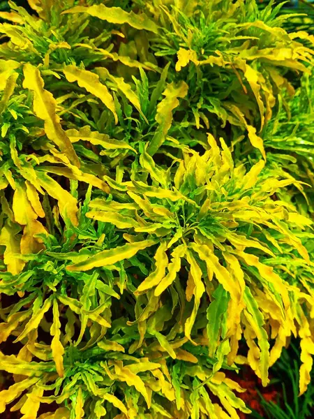 Parlak sarı ve yeşil yapraklar. Genellikle Euodia ridleyi olarak bilinen sahte aralia. Bahçede yetişen sarı brokoli..