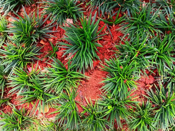 Ophiopogon japonicus 'un yaprakları. Bilinen adıyla cüce zambak. Mondo otları, çeşmeler, kırmızı toprakta yetişen maymun otları..