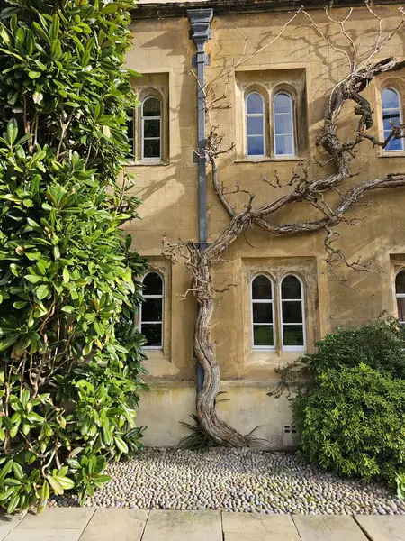 Cambridge, İngiltere. Trinity Koleji 'nin avlusunda. Akademik binalar, idari binalar ve Trinity Üniversitesi Çeşmesi ve Şapeli.