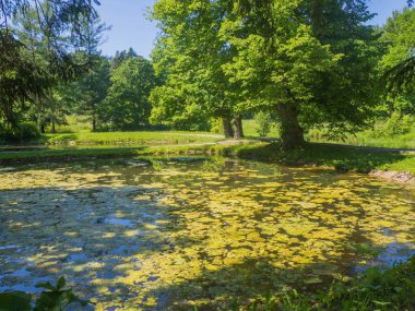 Estonya. Toila Oru Parkı, Ida-Viru Bölgesi 'nin incilerinden biridir. Yürümek için harika bir yer. Yeşil tatil.