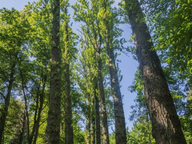 Estonya. Toila Oru Parkı, Ida-Viru Bölgesi 'nin incilerinden biridir. Yürümek için harika bir yer. Yeşil tatil.