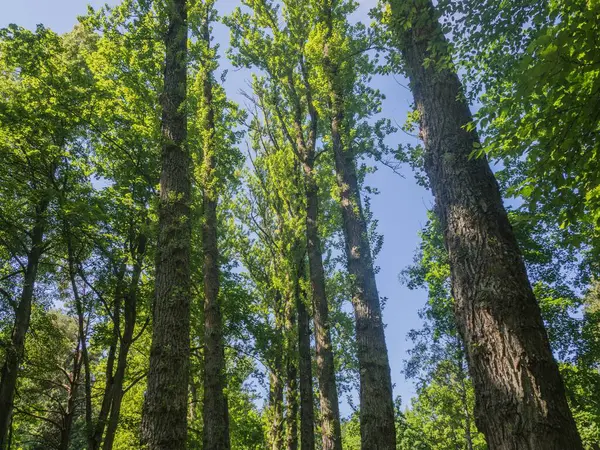 Estonya. Toila Oru Parkı, Ida-Viru Bölgesi 'nin incilerinden biridir. Yürümek için harika bir yer. Yeşil tatil.