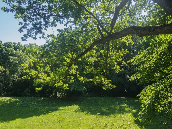 Estonya. Toila Oru Parkı, Ida-Viru Bölgesi 'nin incilerinden biridir. Yürümek için harika bir yer. Yeşil tatil.