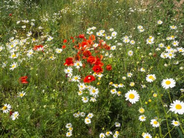 Summer, çeşitli çiçeklerle dolu parlak bir çayır verimli ve renkli bir zemin oluşturuyor. Sayısız papatya, kırmızı gelincikler ve çiçek çiçekleri çiçek açan çayırın güzelliğini ve canlılığını vurgulayan resmedilmeye değer bir manzara sunar..