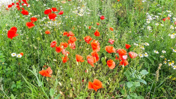 Summer, çeşitli çiçeklerle dolu parlak bir çayır verimli ve renkli bir zemin oluşturuyor. Sayısız papatya, kırmızı gelincikler ve çiçek çiçekleri çiçek açan çayırın güzelliğini ve canlılığını vurgulayan resmedilmeye değer bir manzara sunar..