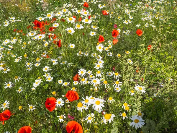 Summer, çeşitli çiçeklerle dolu parlak bir çayır verimli ve renkli bir zemin oluşturuyor. Sayısız papatya, kırmızı gelincikler ve çiçek çiçekleri çiçek açan çayırın güzelliğini ve canlılığını vurgulayan resmedilmeye değer bir manzara sunar..