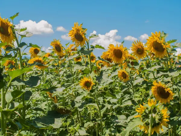açık mavi gökyüzüne karşı parlak güneş ışığı altında büyük bir ayçiçeği tarlası renkli ve cennet gibi bir atmosfer yaratır ve bir açıklık ve doğal güzellik hissi uyandırır.