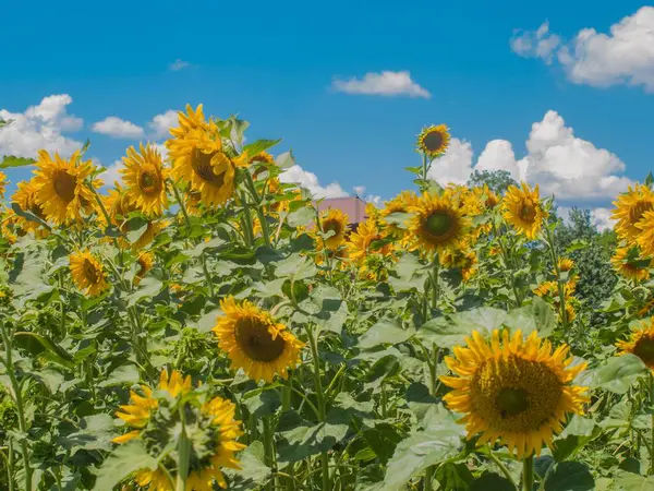 açık mavi gökyüzüne karşı parlak güneş ışığı altında büyük bir ayçiçeği tarlası renkli ve cennet gibi bir atmosfer yaratır ve bir açıklık ve doğal güzellik hissi uyandırır.