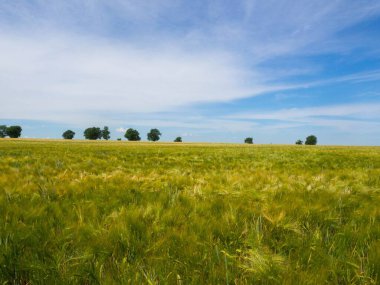 Mavi gökyüzünün altında beyaz bulutlu dev bir yeşil buğday tarlası. Buğday tarlası uçsuz bucaksız, görünürde bir açıklık ve sükunet hissi yaratıyor..