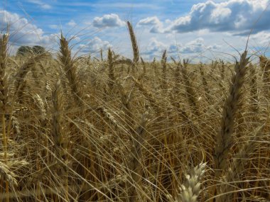 Ufuk çizgisine kadar uzanan güneş ışığıyla dolu pitoresk bir buğday tarlası sonsuz altın bir manzara izlenimi veriyor. Beyaz kabarık bulutlu açık mavi gökyüzü sakin bir atmosfer yaratır. Altın buğday hasat edilmeye hazır..