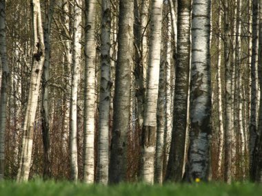 Baharın başlarında, açık renkli gövdeli bir huş ağacı koruluğu. Orman tabanı kalın, zengin yeşil çimlerle kaplı. Atmosfer sakin ve sakin. Arka planda mavi bir gökyüzü var. Açık bir gün olduğunu gösteriyor..