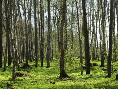 Baharın başlarında, açık renkli gövdeli bir huş ağacı koruluğu. Orman tabanı kalın, zengin yeşil çimlerle kaplı. Atmosfer sakin ve sakin. Arka planda mavi bir gökyüzü var. Açık bir gün olduğunu gösteriyor..