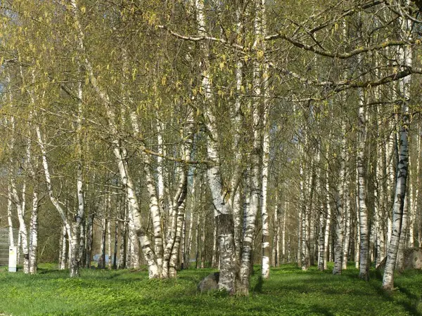 Baharın başlarında, açık renkli gövdeli bir huş ağacı koruluğu. Orman tabanı kalın, zengin yeşil çimlerle kaplı. Atmosfer sakin ve sakin. Arka planda mavi bir gökyüzü var. Açık bir gün olduğunu gösteriyor..