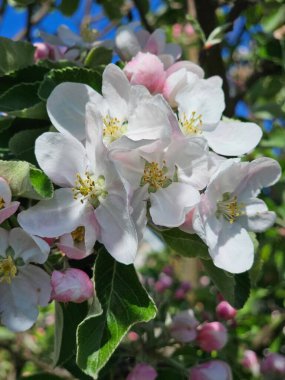 Beyaz taç yaprakları ve pembe tomurcuklarla tomurcuklanan bir elma ağacının yakın plan görüntüsü bulanık yeşil yapraklar ve mavi gökyüzü. Doğanın bahar güzelliğini vurgular..