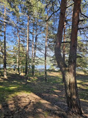 Uzun çam ağaçları, açık mavi gökyüzü ve yaprakların arasından süzülen güneş ışığıyla parlak bir orman sahnesi. Zemin çimen ve düşen çam iğneleriyle kaplı, doğal bir halı oluşturuyor. Bu doğanın güzelliğini ve huzurunu vurgular..