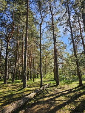 Uzun çam ağaçları, açık mavi gökyüzü ve yaprakların arasından süzülen güneş ışığıyla parlak bir orman sahnesi. Zemin çimen ve düşen çam iğneleriyle kaplı, doğal bir halı oluşturuyor. Bu doğanın güzelliğini ve huzurunu vurgular..