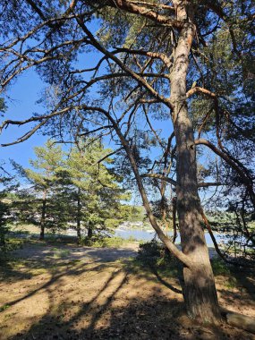 Uzun çam ağaçları, açık mavi gökyüzü ve yaprakların arasından süzülen güneş ışığıyla parlak bir orman sahnesi. Zemin çimen ve düşen çam iğneleriyle kaplı, doğal bir halı oluşturuyor. Bu doğanın güzelliğini ve huzurunu vurgular..