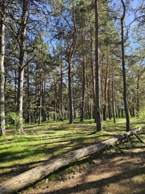Uzun çam ağaçları, açık mavi gökyüzü ve yaprakların arasından süzülen güneş ışığıyla parlak bir orman sahnesi. Zemin çimen ve düşen çam iğneleriyle kaplı, doğal bir halı oluşturuyor. Bu doğanın güzelliğini ve huzurunu vurgular..