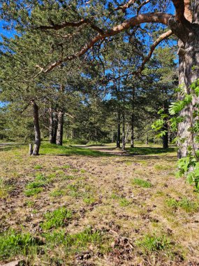 Uzun çam ağaçları, açık mavi gökyüzü ve yaprakların arasından süzülen güneş ışığıyla parlak bir orman sahnesi. Zemin çimen ve düşen çam iğneleriyle kaplı, doğal bir halı oluşturuyor. Bu doğanın güzelliğini ve huzurunu vurgular..