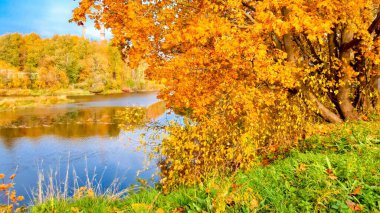 Berrak bir gökyüzünün altındaki sakin suları yansıtan, turuncu ve sarı alev saçan ağaçlarla dolu sakin bir sonbahar nehri sahnesi gözler önüne seriliyor..