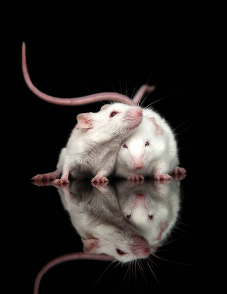 A Romantic Encounter of Two White Mice isolated Against a Dark Backdrop