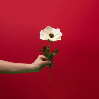 A hand holds a beautiful white  flower on a red background clipart